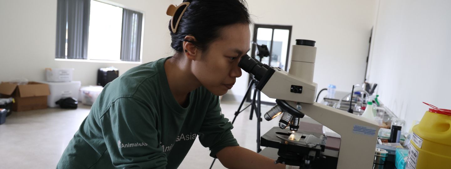 Female vet looks into a microscope in a hospital.
