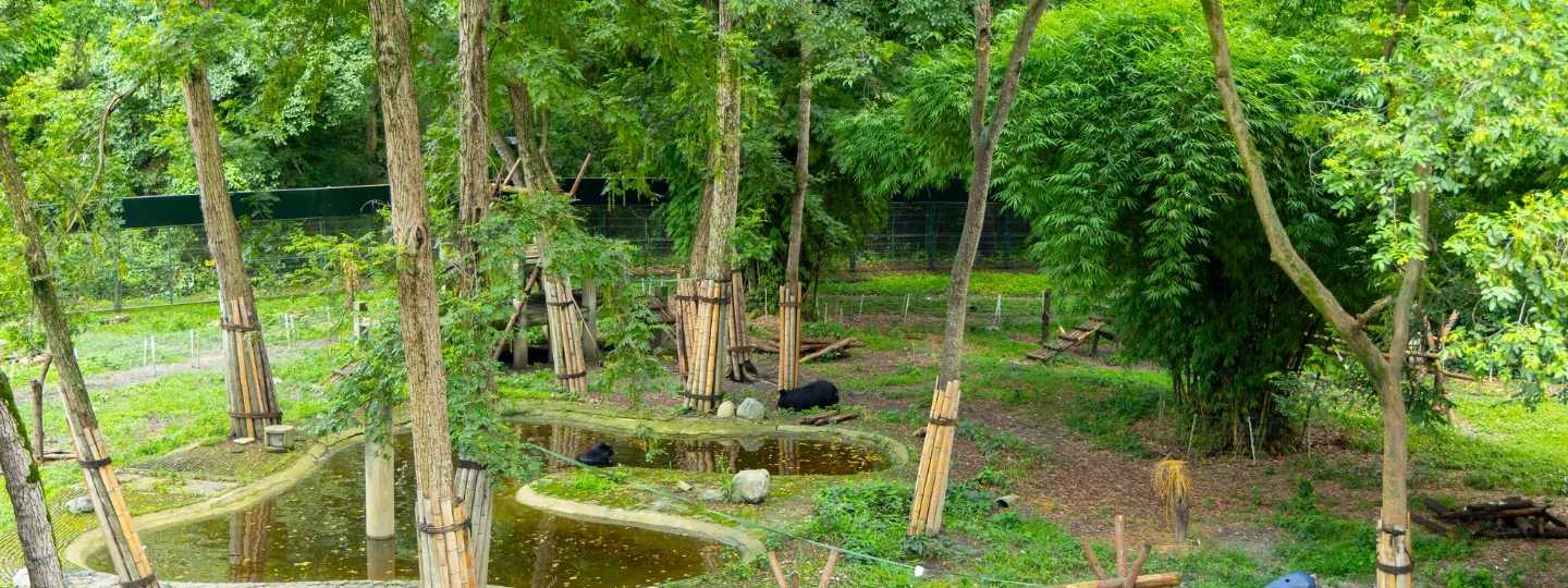 A wide shot of a beautiful enclosure with green grass, trees, pools, and bears.