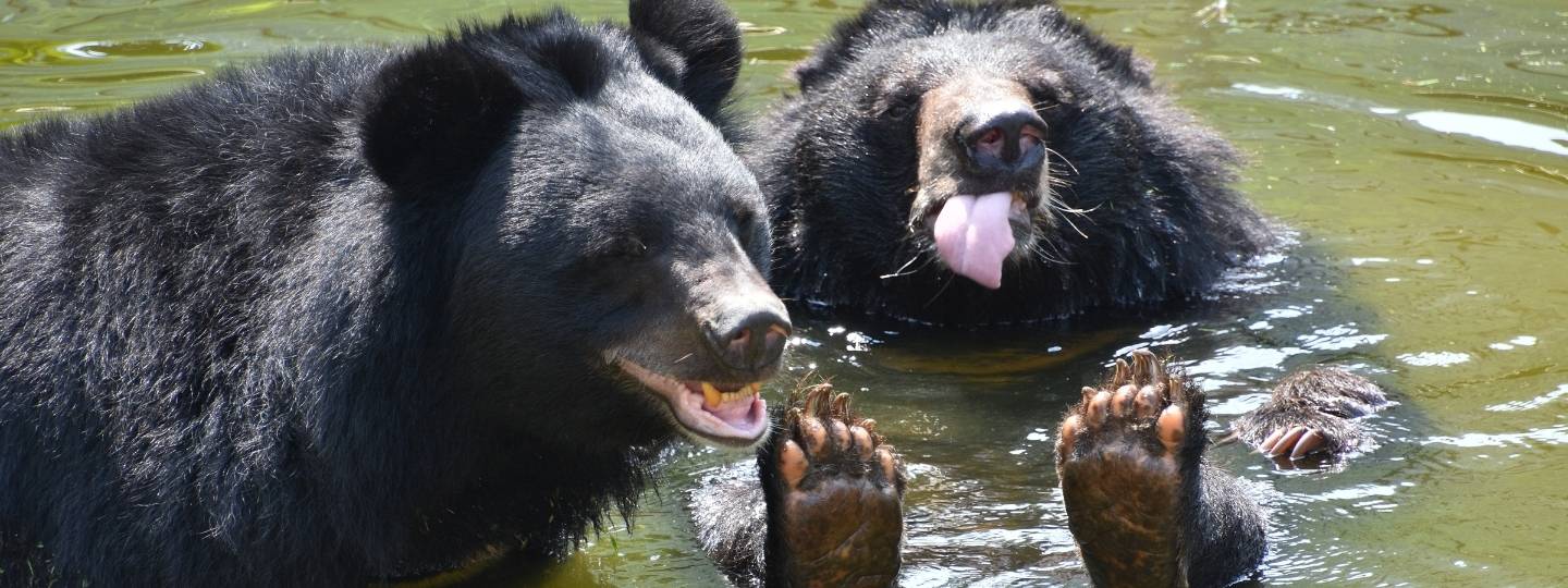 Two asiatic black bears sitting in an outdoor pool looking happy together.
