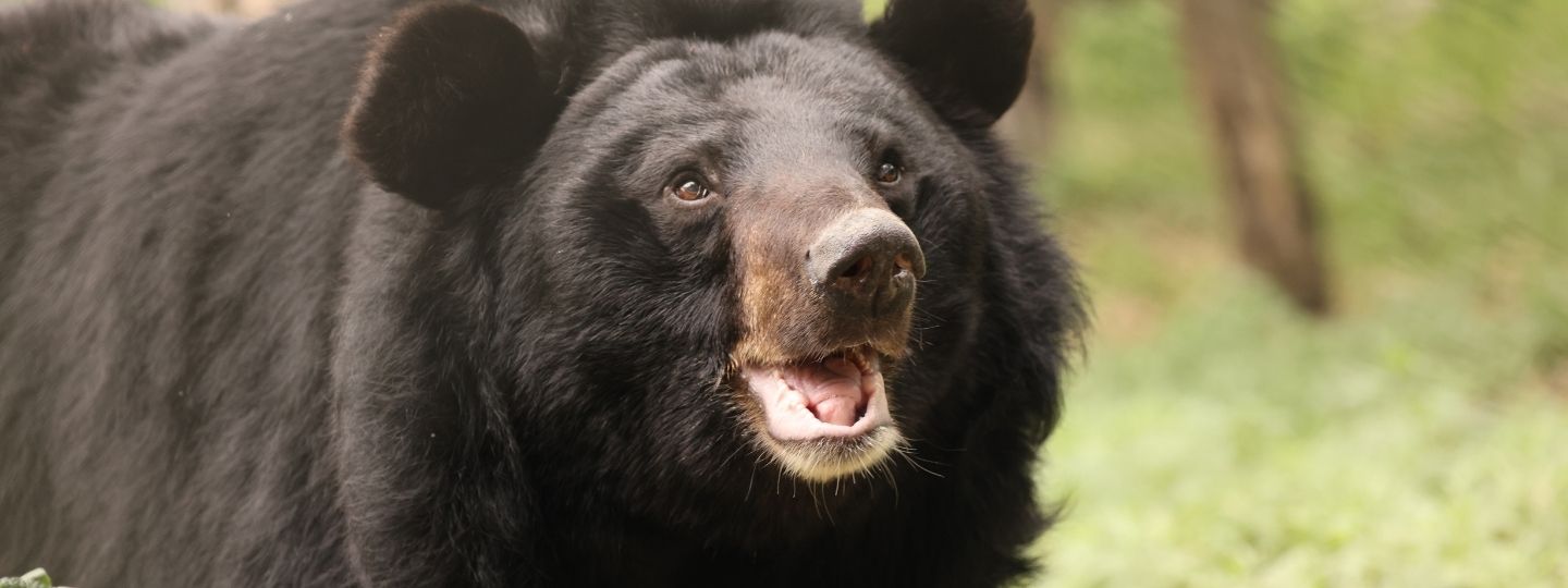 Beautiful close-up of a happy-looking moon bear who is looking up to the sky with mouth open, on a grassy enclosure.