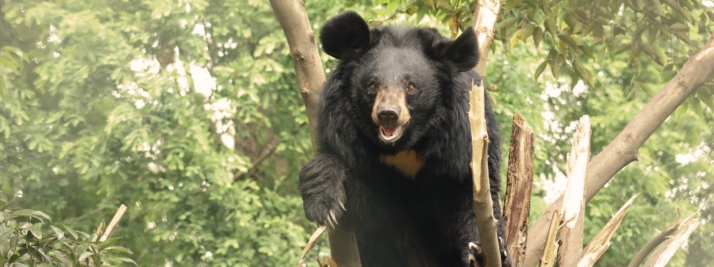 Happy looking moon bear facing the camera as climbing a tree in a lush enclosure.
