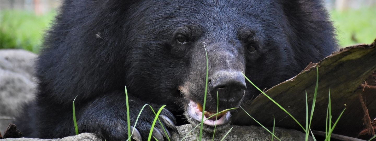 Close up of a moon bear in a grassy enclosure resting on a log looking towards the camera