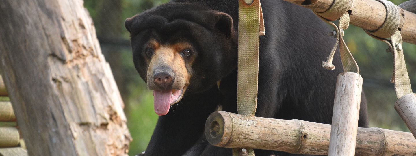 Happy looking sun bear on a wooden structure in grassy enclosure looking at camera