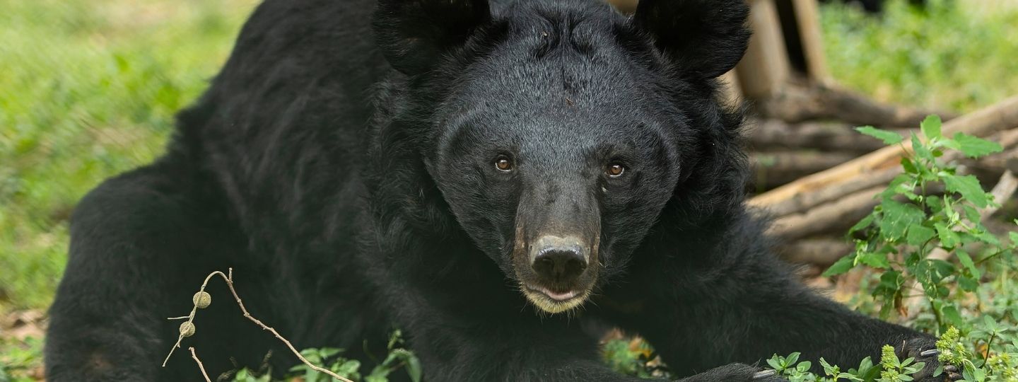 Healthy and happy looking moon bear on grassy enclosure facing camera