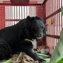 Healthy looking Moon bear in red cage surrounded by leaves and looking at camera