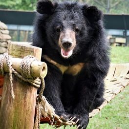 Happy looking moon bear looking at camera while sitting on a hammock in a lush enclosure.