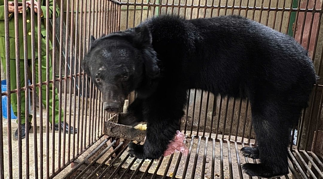 Moon bear Christmas sits on the cold, hard bars of a rusty cage. He looks sadly at the camera, with scars and patches of sparse fur across his forehead. Behind him is a dirty concrete wall.