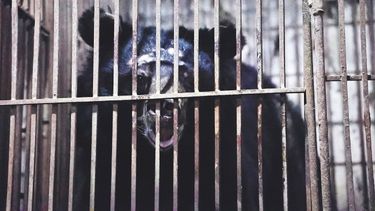 Moon bear Nova looks out from a small rusty cage. Scars scatter his gentle head, where he has rubbed himself raw against the bars in desperation.