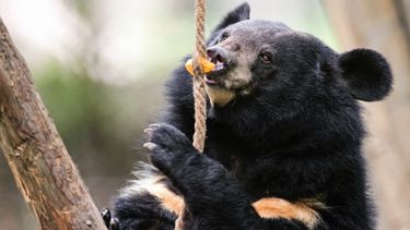 A close-up of a moon bear in a wooded space pulling a piece of hanging rope towards its face to bite a piece of fruit attached to the rope