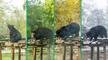 Collage of four images of a wooden structure in a lush enclosure with a moon bear climbing on it over spring, summer, autumn and winter