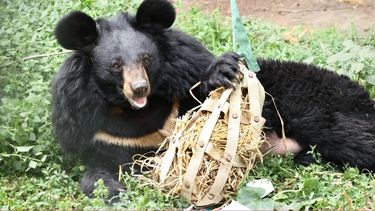 Moon bear lying in a lush enclosure facing the camera looking happy and holding a natural toy