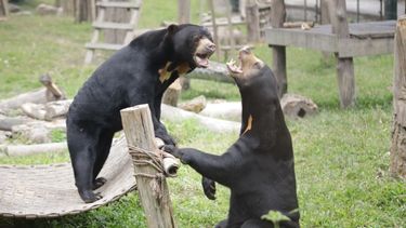 two sun bears facing each other in a lush enclosure mid-play.
