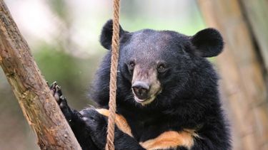 Moon bear in lush enclosure facing the camera next to a tree and rope swing.