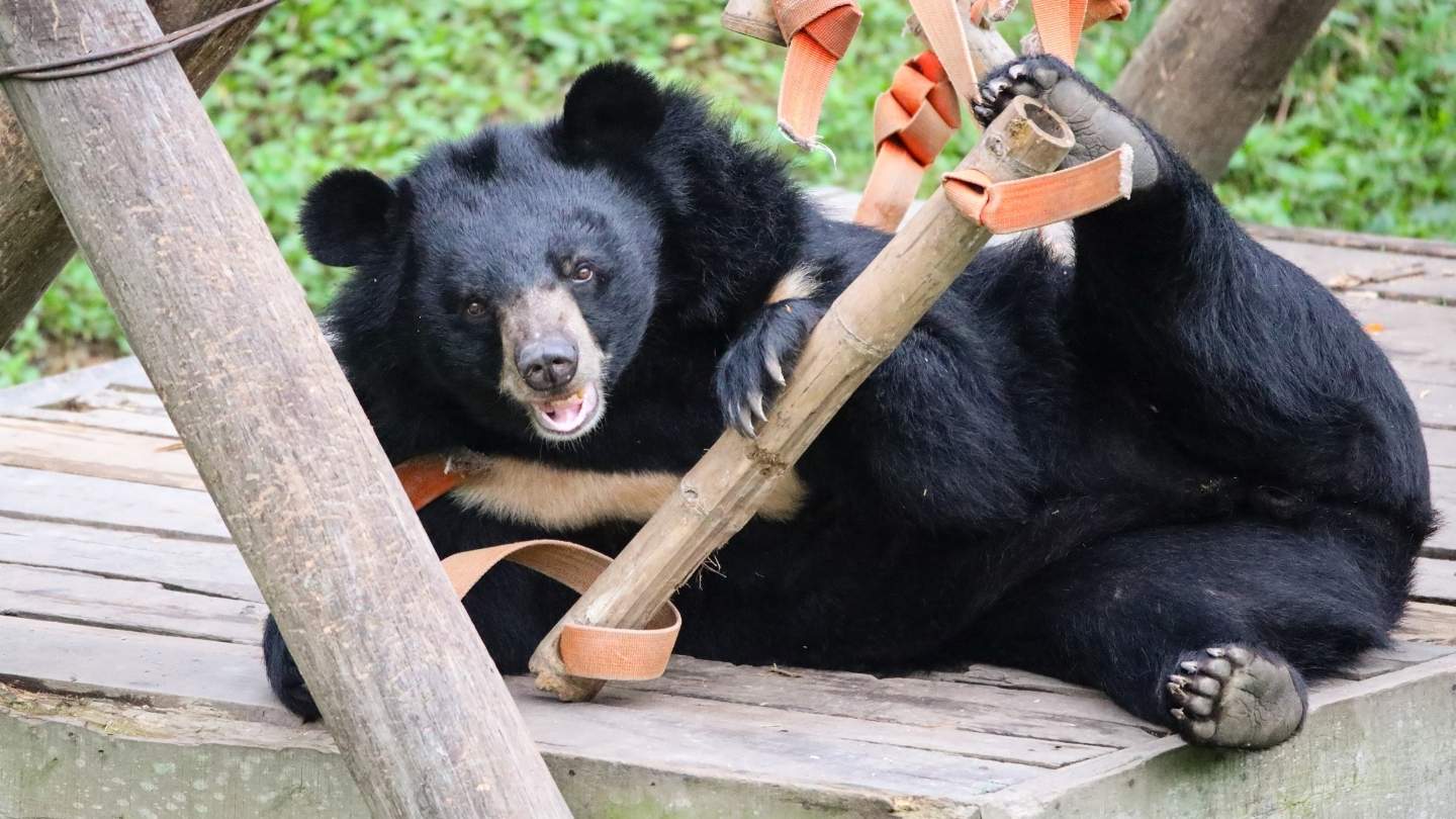 A happy looking moon bear facing camera sits on a wooden structure playing with a rope toy on a green enclosure.