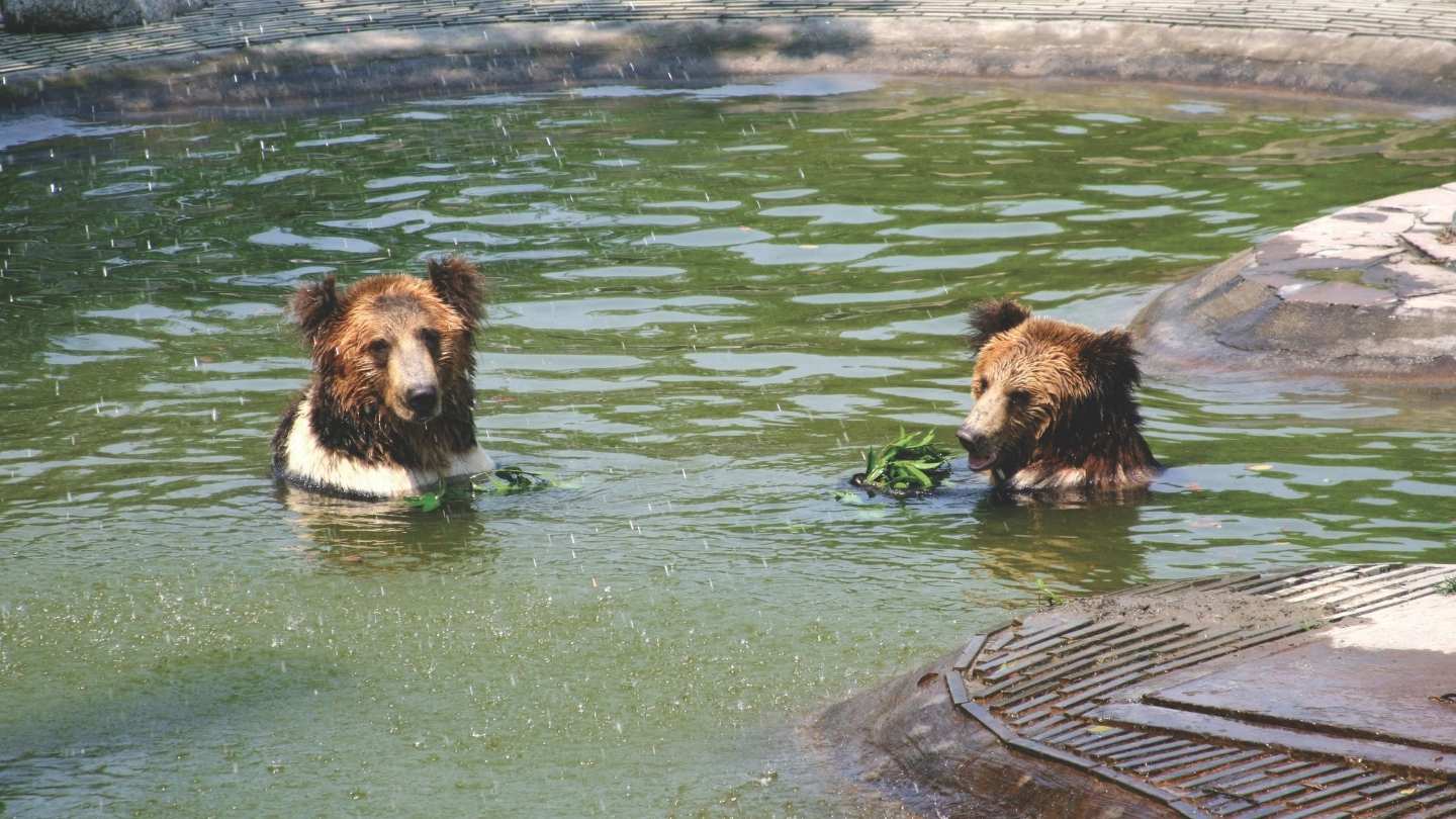 Two brown bears sit in a large outdoor pool
