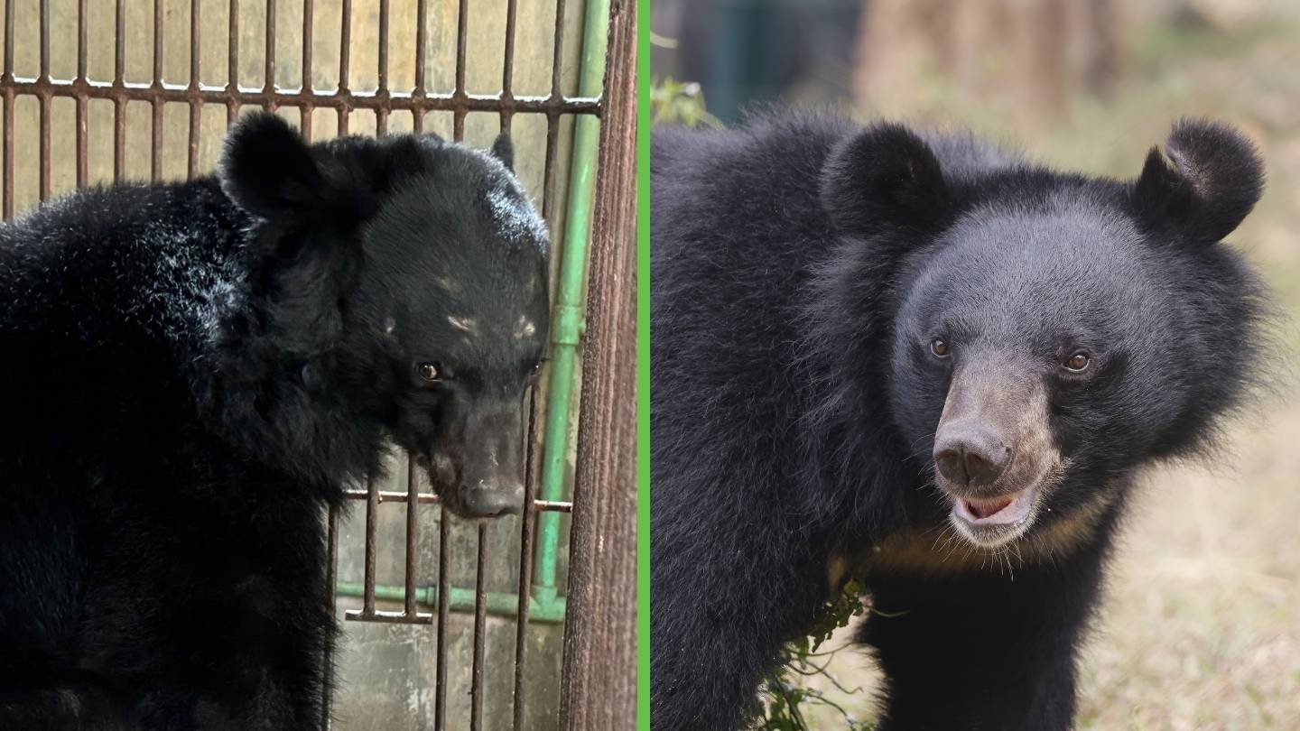 Split image with same bear looking dejected in a dark cage and then looking healthy in a grassy enclosure.