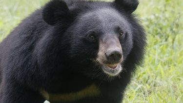Close up of healthy, happy moon bear on grass facing camera
