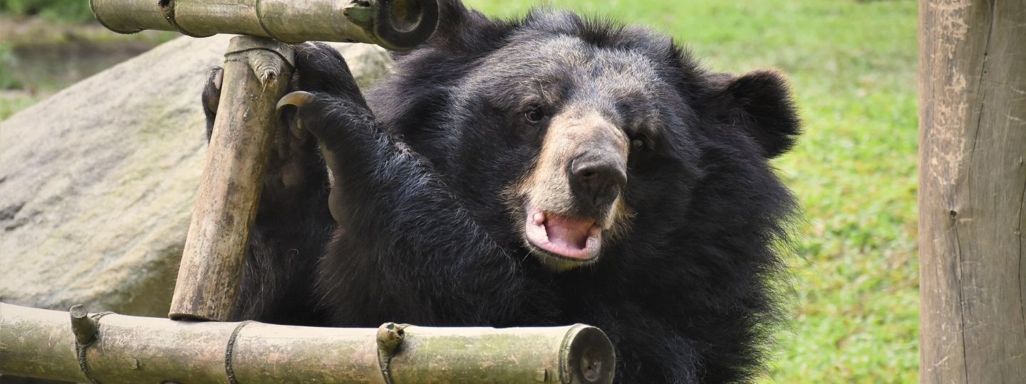 Happy looking moon bear holding onto a wooden structure in a grassy enclosure