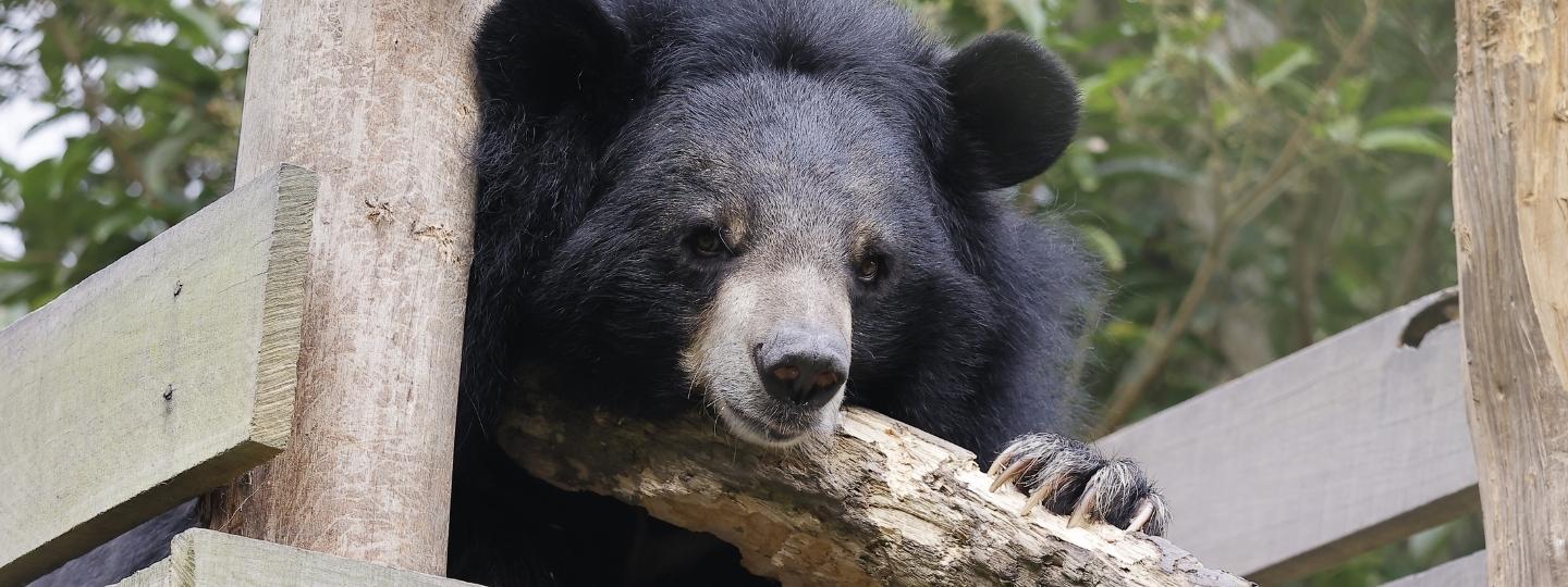 Moon bear lying on a wooden structure in a lush enclosure peering over edge and facing camera