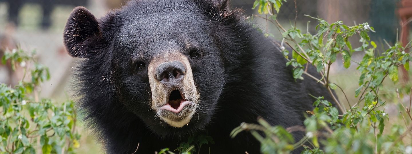 close-up of a moon bear in a grassy enclosure as it looks at the camera with its mouth in a wide O