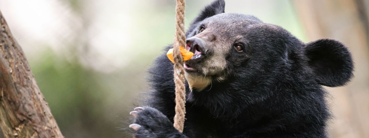 A close-up of a moon bear in a wooded space pulling a piece of hanging rope towards its face to bite a piece of fruit attached to the rope