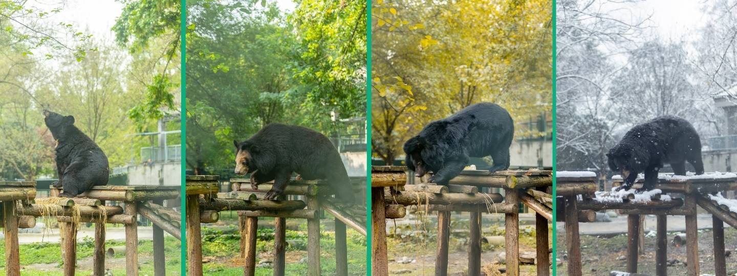 Collage of four images of a wooden structure in a lush enclosure with a moon bear climbing on it over spring, summer, autumn and winter