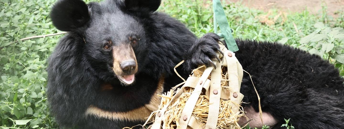 Moon bear lying in a lush enclosure facing the camera looking happy and holding a natural toy