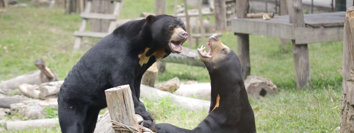 two sun bears facing each other in a lush enclosure mid-play.