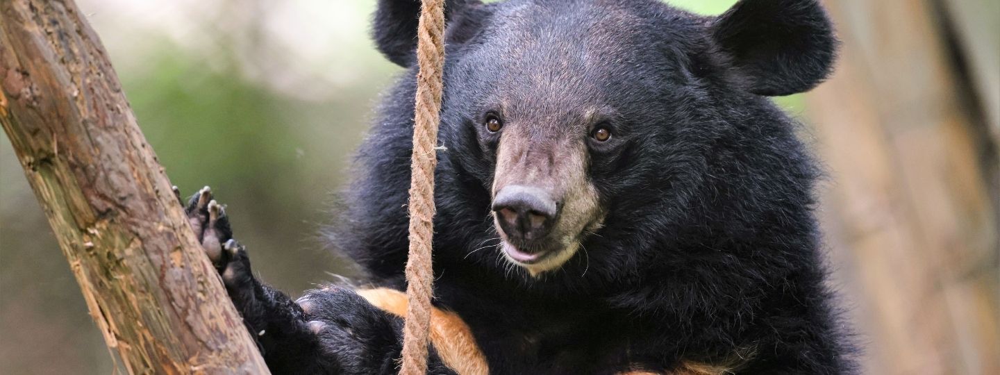 Moon bear in lush enclosure facing the camera next to a tree and rope swing.