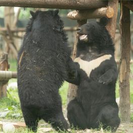 Two moon bears standing in a green enclosure together facing each other.
