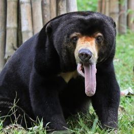 Sun bear sat in green enclosure facing camera with long tongue hanging out its mouth