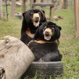 Two sun bears sitting in a grassy enclosure facing the camera with their arms around each other