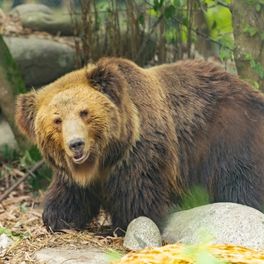 Brown bear walking through a forested area facing the camera.