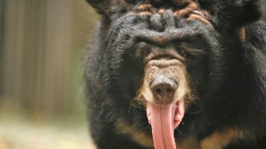 CLose up of a fluffy asiatic black bear with tongue hanging out in a grassy enclosure