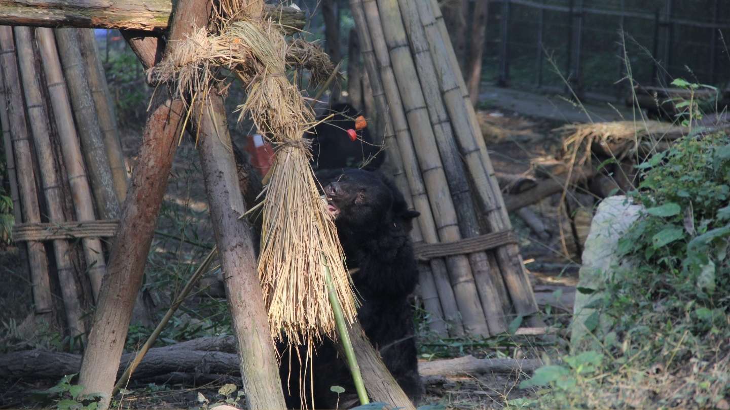 Moon bear in sanctuary enclosure biting a huge straw doll