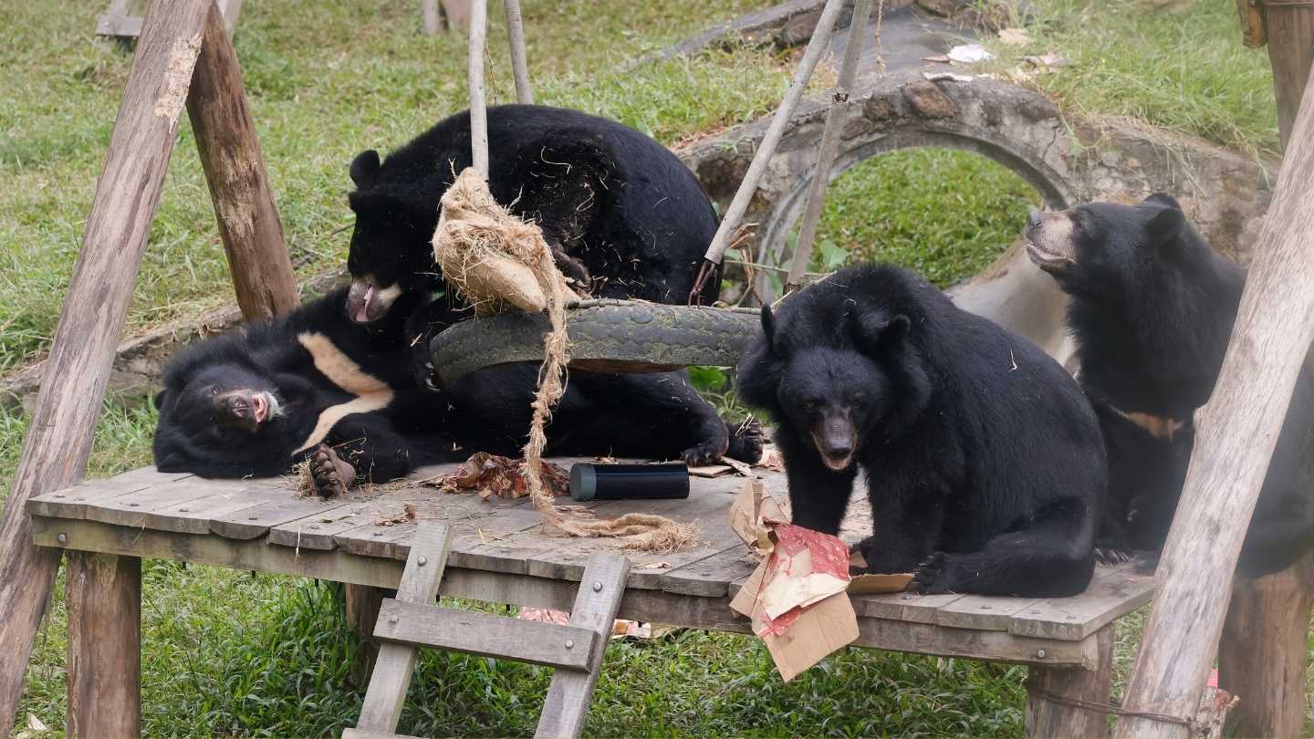 Four moon bears playing on a wooden structure in a grassy enclosure looking happy