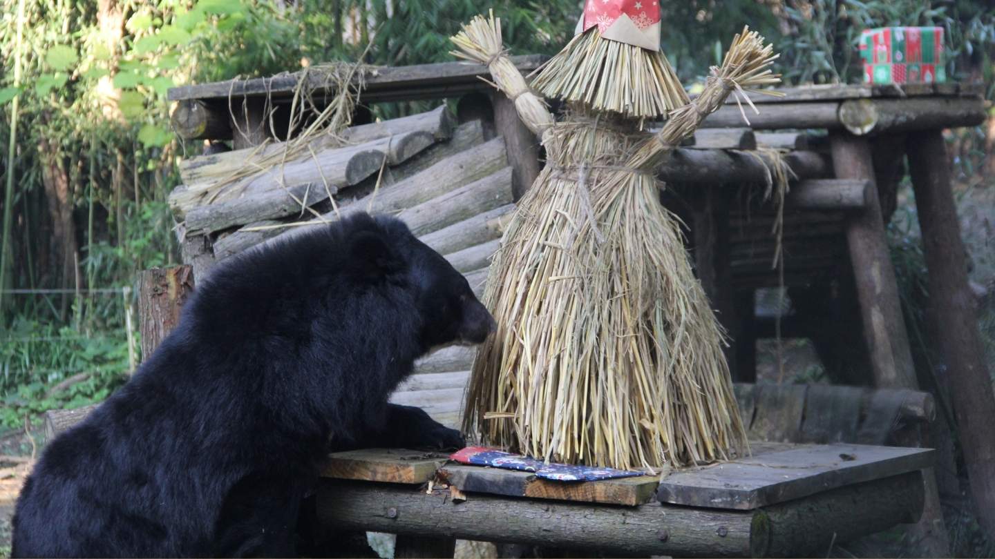 Moon bear in sanctuary enclosure sniffing a large straw doll