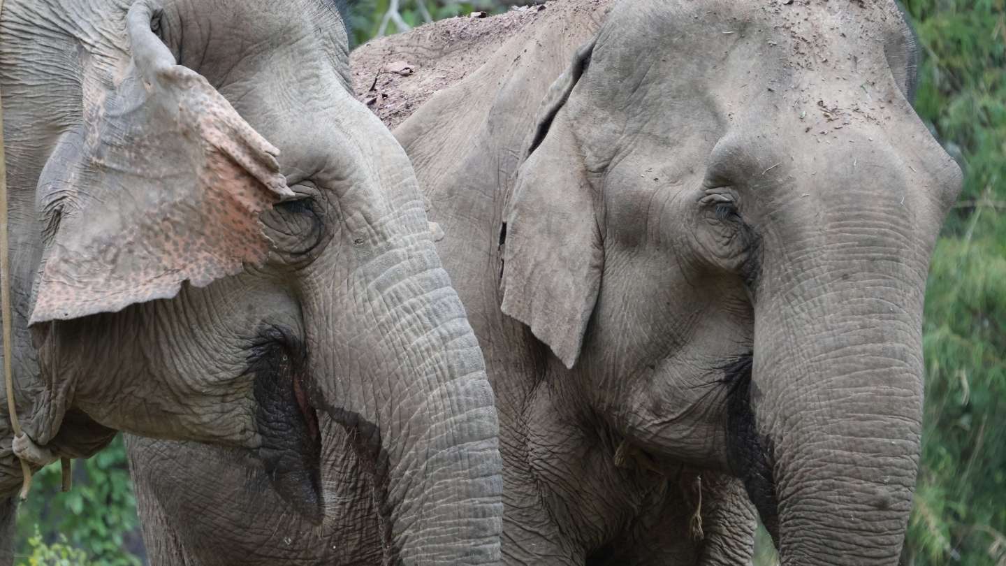 Close up of two female Asian elephants in a forest