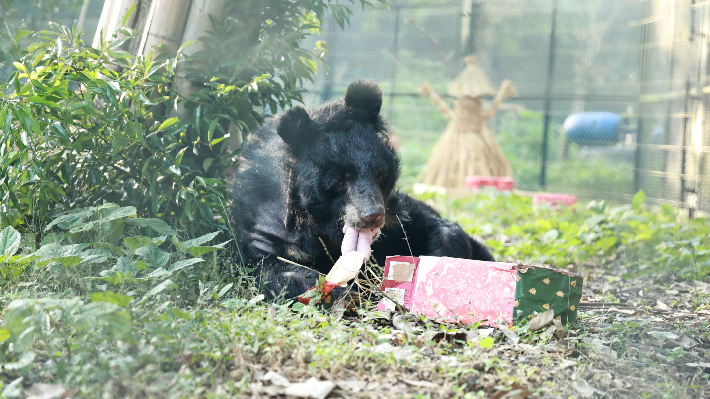 Asiatic black bear sitting at the base of a tree, opening a wrapped package.