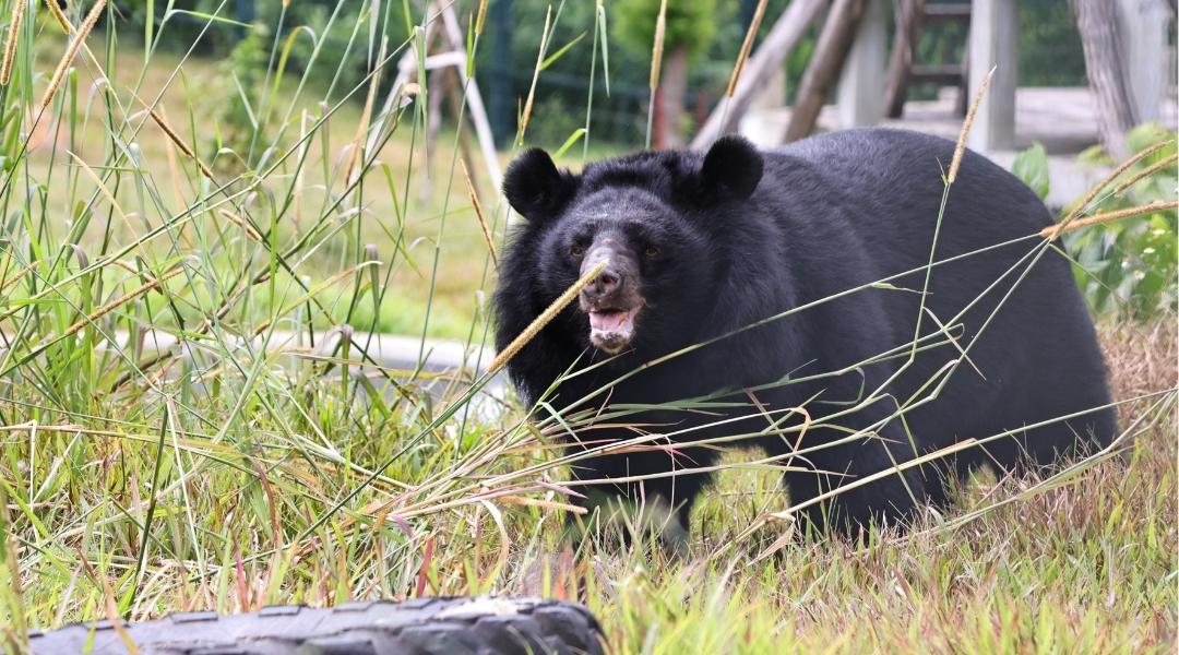 A photograph of moon bear Rizzo at the sanctuary. He is walking through tall grass in his outdoor enclosure, the warm sunlight highlighting his glossy black fur. His mouth is slightly open, and he appears relaxed as he takes in his surroundings. The enclosure is lush with greenery and dotted with enrichment items. Behind him stands a large wooden platform and pool, while a large black tire rests in the grass ahead of him.