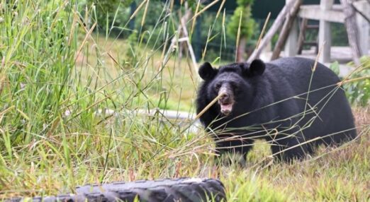 A photograph of moon bear Rizzo at the sanctuary. He is walking through tall grass in his outdoor enclosure, the warm sunlight highlighting his glossy black fur. His mouth is slightly open, and he appears relaxed as he takes in his surroundings. The enclosure is lush with greenery and dotted with enrichment items. Behind him stands a large wooden platform and pool, while a large black tire rests in the grass ahead of him.
