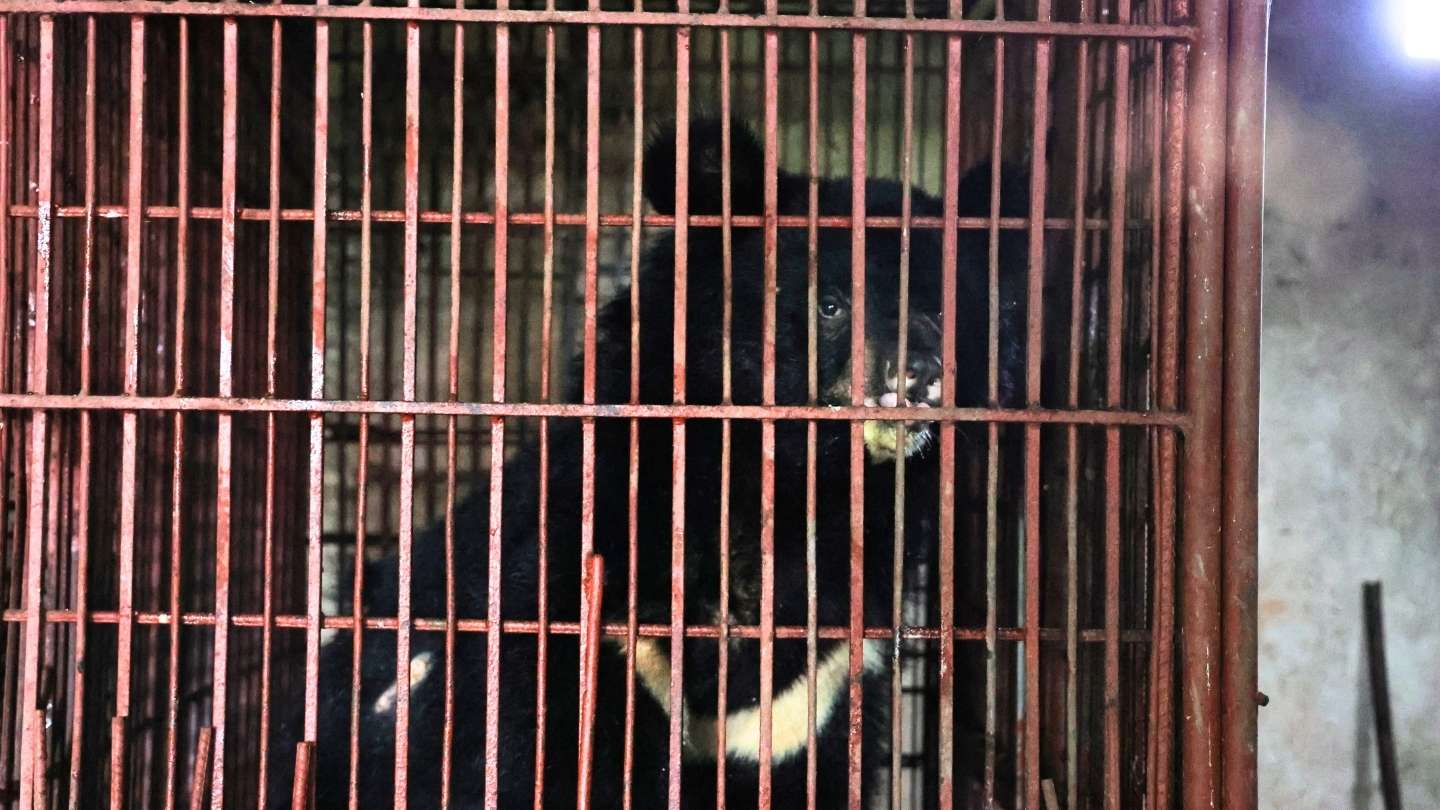 Bear standing in a dark cage looking sad.