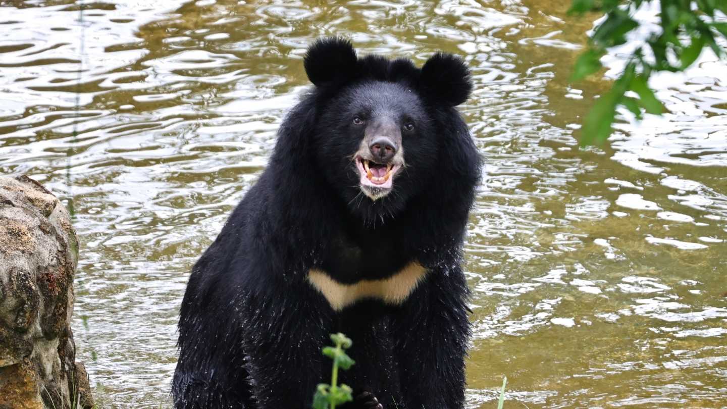 Happy looking bear sat in an outside pool surrounded by greenery facing camera