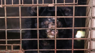 Close up of a bear's face from behind rusty bars, looking out with wide eyes