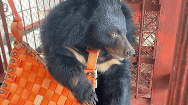 Asiatic black bear in caged enclosure resting on a hammock