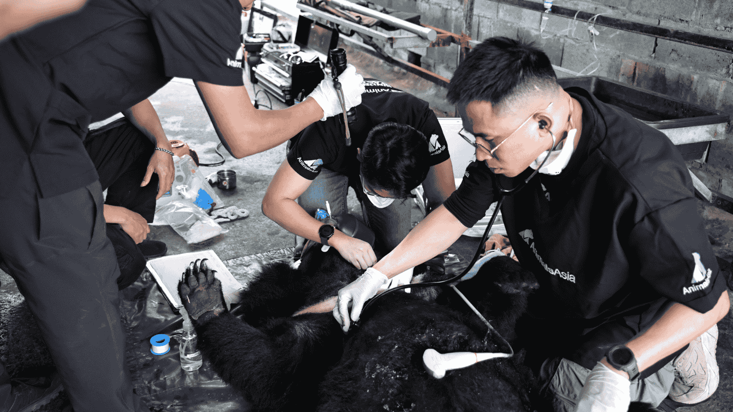 Three vets tend to a black bear