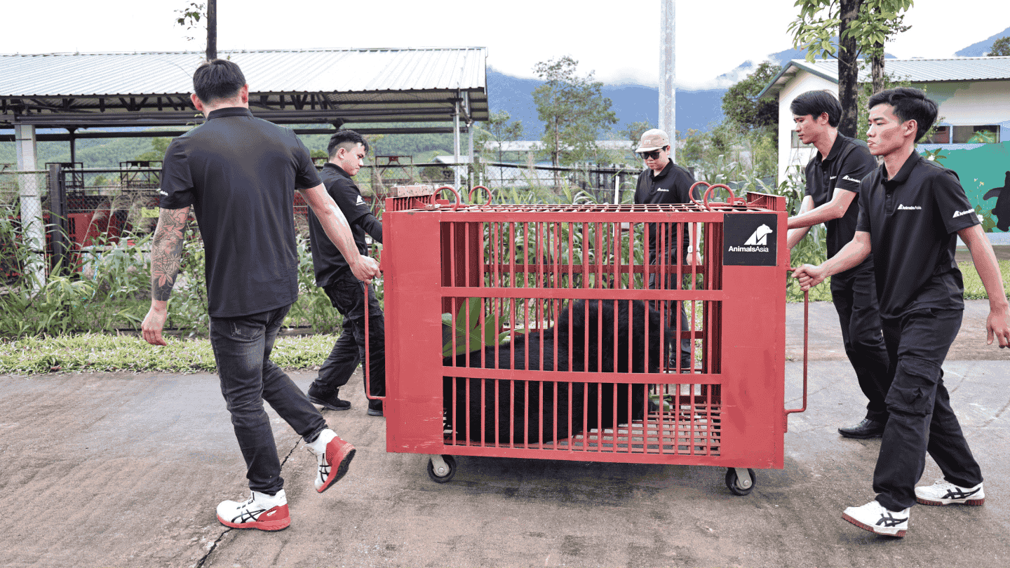 Five men in Animals Asia tshirts wheel a red cage with a black bear inside it towards a large enclosure.