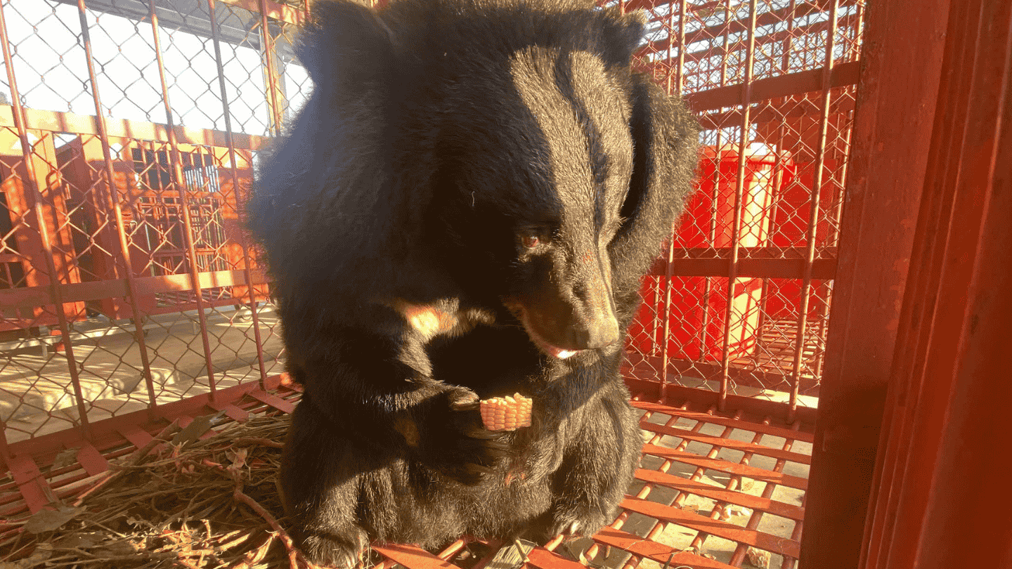 Asiatic black bear in an enclosed area facing the sun looking happy and holding a piece of corn on the cob