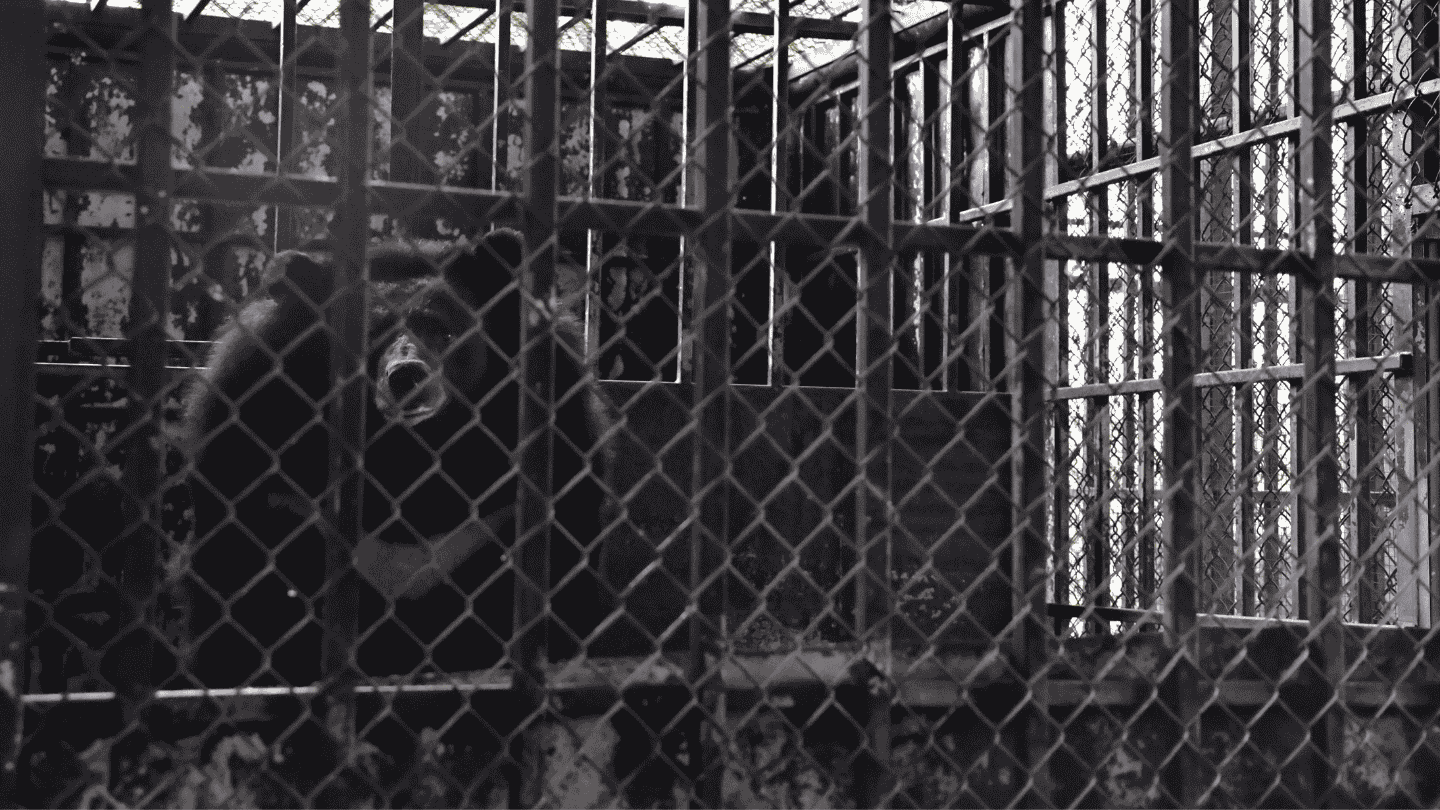 Asiatic black bear in a dark cage facing camera