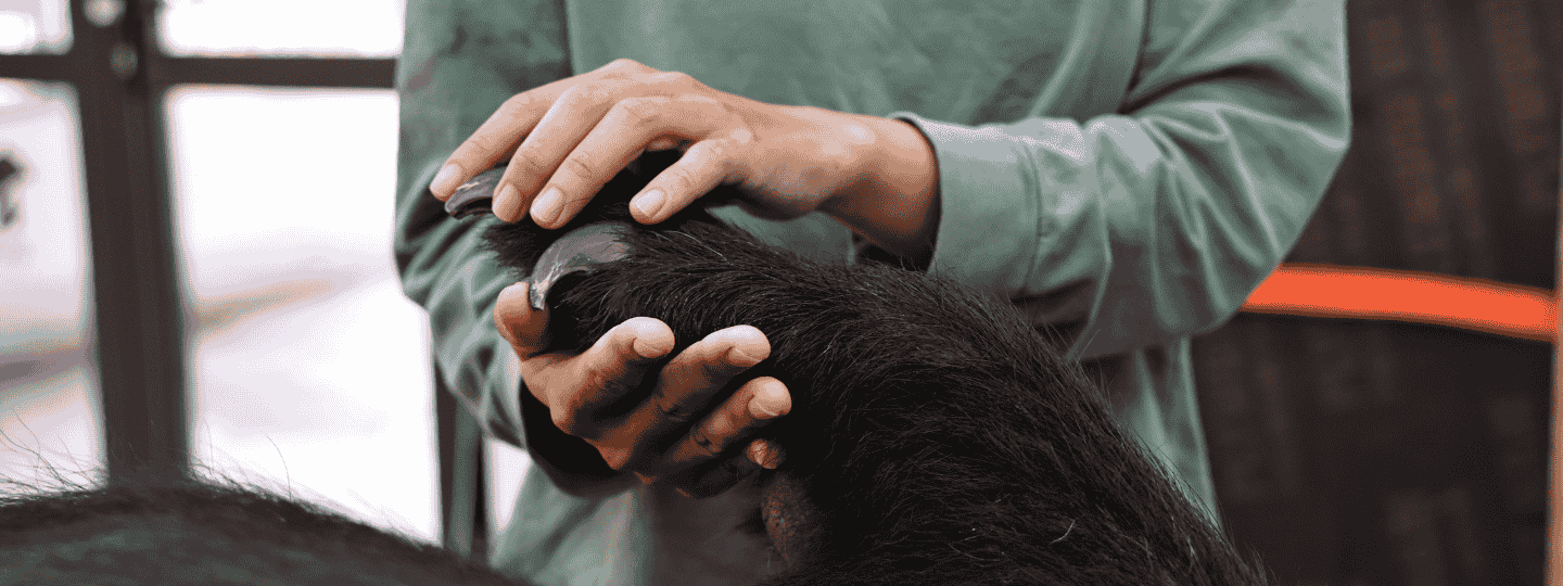 Staff member in an Animals Asia shirt gently holds a bear’s paw, inspecting its claws indoors.